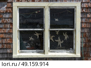 Captured Star Fish inside a Fishing shed at harbor, Peggy's Cove, Nova Scotia, Canada. Стоковое фото, агентство Ingram Publishing / Фотобанк Лори
