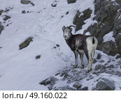 Argali (Ovis ammon) sheep standing on rock, Alaska Highway, Northern Rockies Regional Municipality, British Columbia, Canada. Стоковое фото, агентство Ingram Publishing / Фотобанк Лори