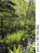 Trees growing by pond in forest, Saint-Louis-de-Kent, New Brunswick, Canada. Стоковое фото, агентство Ingram Publishing / Фотобанк Лори