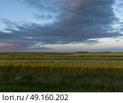 Wheat crop in field, Lorette, Manitoba, Canada. Стоковое фото, агентство Ingram Publishing / Фотобанк Лори