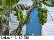 Banana tree in front of house, Yelapa, Jalisco, Mexico. Стоковое фото, агентство Ingram Publishing / Фотобанк Лори