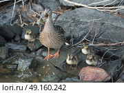 Close-up of duck with ducklings on rocky shoreline, Lake of The Woods, Ontario, Canada. Стоковое фото, агентство Ingram Publishing / Фотобанк Лори