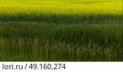 Canola crop in field, Petersfield, Manitoba, Canada. Стоковое фото, агентство Ingram Publishing / Фотобанк Лори