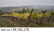 View a vineyard with fog in the valley, Chianti, Tuscany, Italy. Стоковое фото, агентство Ingram Publishing / Фотобанк Лори