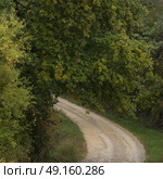 Dirt road passing through forest, Greve in Chianti, Tuscany, Italy. Стоковое фото, агентство Ingram Publishing / Фотобанк Лори