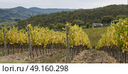Scenic view of vineyard, Radda in Chianti, Tuscany, Italy. Стоковое фото, агентство Ingram Publishing / Фотобанк Лори