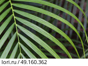 Close-up of palm leaves, Yelapa, Jalisco, Mexico. Стоковое фото, агентство Ingram Publishing / Фотобанк Лори
