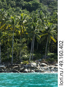 Scenic view of palm trees at seashore, Yelapa, Jalisco, Mexico. Стоковое фото, агентство Ingram Publishing / Фотобанк Лори