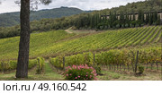 Scenic view of vineyards, Radda in Chianti, Tuscany, Italy. Стоковое фото, агентство Ingram Publishing / Фотобанк Лори