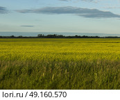Canola crop in field, Arnes, Manitoba, Canada. Стоковое фото, агентство Ingram Publishing / Фотобанк Лори