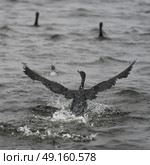 Double-Crested Cormorants in the lake, Kenora, Lake of The Woods, Ontario, Canada. Стоковое фото, агентство Ingram Publishing / Фотобанк Лори