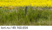 Fence on field of canola, Southern Alberta, Alberta, Canada. Стоковое фото, агентство Ingram Publishing / Фотобанк Лори