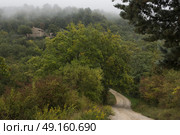 Scenic view of dirt road passing through forest, Greve in Chianti, Tuscany, Italy. Стоковое фото, агентство Ingram Publishing / Фотобанк Лори