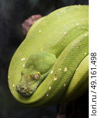 Green Tree Python resting hanging off a branch. Стоковое фото, агентство Ingram Publishing / Фотобанк Лори