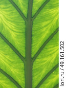 Vertical shot of under side of rainforest leaf. Стоковое фото, агентство Ingram Publishing / Фотобанк Лори