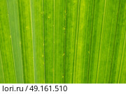 Close up abstract of palm leaf. Стоковое фото, агентство Ingram Publishing / Фотобанк Лори