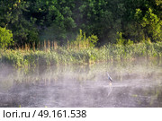Heron on misty morning on the river. Bird frog pecker wildlife. Стоковое фото, агентство Ingram Publishing / Фотобанк Лори