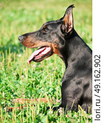 portrait of purebred doberman. Стоковое фото, агентство Ingram Publishing / Фотобанк Лори