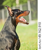portrait of black breed doberman. Стоковое фото, агентство Ingram Publishing / Фотобанк Лори