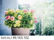 Pretty patio pot with floral arrangements: roses, petunias and verbenas flowers on balcony or terrace. Urban Container planter gardening. Стоковое фото, агентство Ingram Publishing / Фотобанк Лори