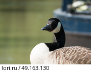 Canada goose looking across camera with out of focus background. Стоковое фото, агентство Ingram Publishing / Фотобанк Лори