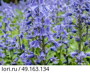 Bluebells in english garden in spring. Стоковое фото, агентство Ingram Publishing / Фотобанк Лори
