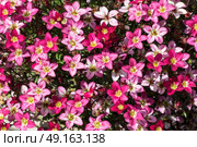 Close up of saxifrage flowers in rockery. Стоковое фото, агентство Ingram Publishing / Фотобанк Лори