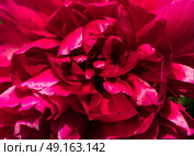 Closeup of beautiful peony flower. Стоковое фото, агентство Ingram Publishing / Фотобанк Лори