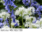 Wild garlic and bluebells in summer garden. Стоковое фото, агентство Ingram Publishing / Фотобанк Лори