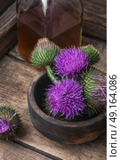 Beautiful milk thistle flower. Стоковое фото, агентство Ingram Publishing / Фотобанк Лори
