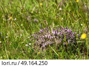 thyme herbs with violet flowers growing in the meadow. Flowers of thyme in nature. Стоковое фото, агентство Ingram Publishing / Фотобанк Лори