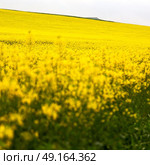 blur in south africa close up of the colza yellow field like   texture background. Стоковое фото, агентство Ingram Publishing / Фотобанк Лори
