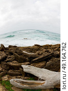 blur  in south africa    branch dead  tree coastline of st lucia and winter season. Стоковое фото, агентство Ingram Publishing / Фотобанк Лори