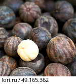 in iran blur  typical dry lemon in abstract pattern background flavor and aroma. Стоковое фото, агентство Ingram Publishing / Фотобанк Лори