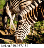 blur in south africa   mlilwane wildlife  nature  reserve and wild zebra. Стоковое фото, агентство Ingram Publishing / Фотобанк Лори
