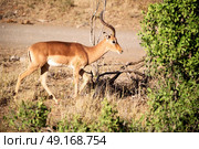 in kruger parck south africa wild impala in the winter bush. Стоковое фото, агентство Ingram Publishing / Фотобанк Лори