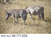 blur in south africa   mlilwane wildlife  nature  reserve and wild zebra. Стоковое фото, агентство Ingram Publishing / Фотобанк Лори