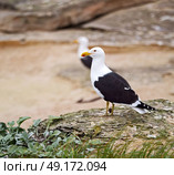 seagull   in south africa   coastline cape of good hope  and natural park reserve. Стоковое фото, агентство Ingram Publishing / Фотобанк Лори
