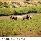 blur in south africa    kruger  wildlife  nature  reserve and  wild elephant. Стоковое фото, агентство Ingram Publishing / Фотобанк Лори
