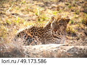 blur in south africa kruger natural park wild leopard resting after hounting. Стоковое фото, агентство Ingram Publishing / Фотобанк Лори