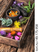 Group healthy herbs. set of herbs, plants and inflorescences in a wooden box. Стоковое фото, агентство Ingram Publishing / Фотобанк Лори