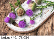 milk thistle flower. Silybum marianum.Wild medicinal plant thistle on retro wooden background. Стоковое фото, агентство Ingram Publishing / Фотобанк Лори