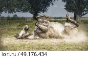 Grey Horse lies on his back , rolling and kicking at pasture background. Happy horses lifestyle and Appropriate attitude. Стоковое фото, агентство Ingram Publishing / Фотобанк Лори