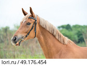 portrait of sportive chestnut  mare. summer. Стоковое фото, агентство Ingram Publishing / Фотобанк Лори