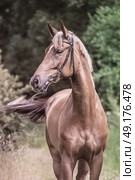 portrait of sportive mare. summer. Стоковое фото, агентство Ingram Publishing / Фотобанк Лори