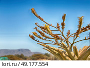 blur  in  south africa  abstract leaf of cactus plant and light. Стоковое фото, агентство Ingram Publishing / Фотобанк Лори