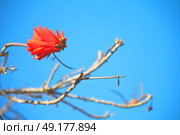 in south africa close up of erythrina lysistemon flower plant and clear sky. Стоковое фото, агентство Ingram Publishing / Фотобанк Лори