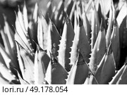 blur  in  south africa  abstract leaf of cactus plant and light. Стоковое фото, агентство Ingram Publishing / Фотобанк Лори