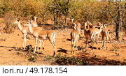 in kruger parck south africa wild impala in the winter bush. Стоковое фото, агентство Ingram Publishing / Фотобанк Лори