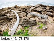 blur  in south africa    branch dead  tree coastline of st lucia and winter season. Стоковое фото, агентство Ingram Publishing / Фотобанк Лори